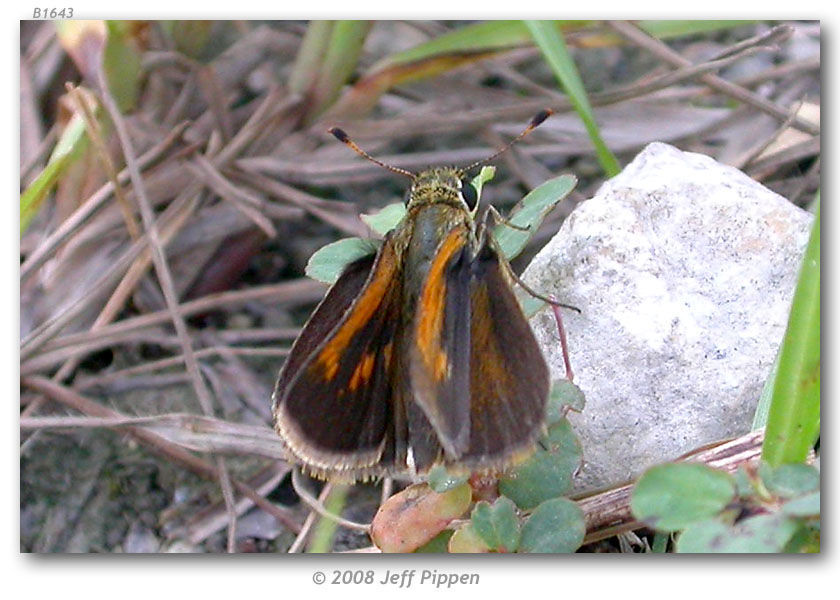 Image of Baracoa skipper