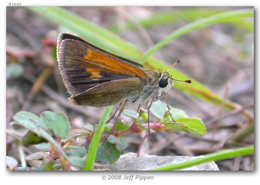 Image of Baracoa skipper