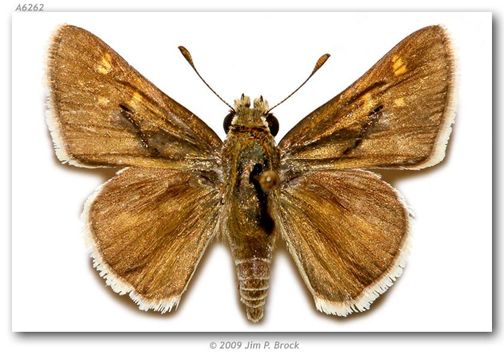 Image of Carus Skipper