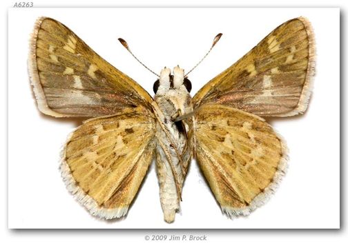 Image of Carus Skipper