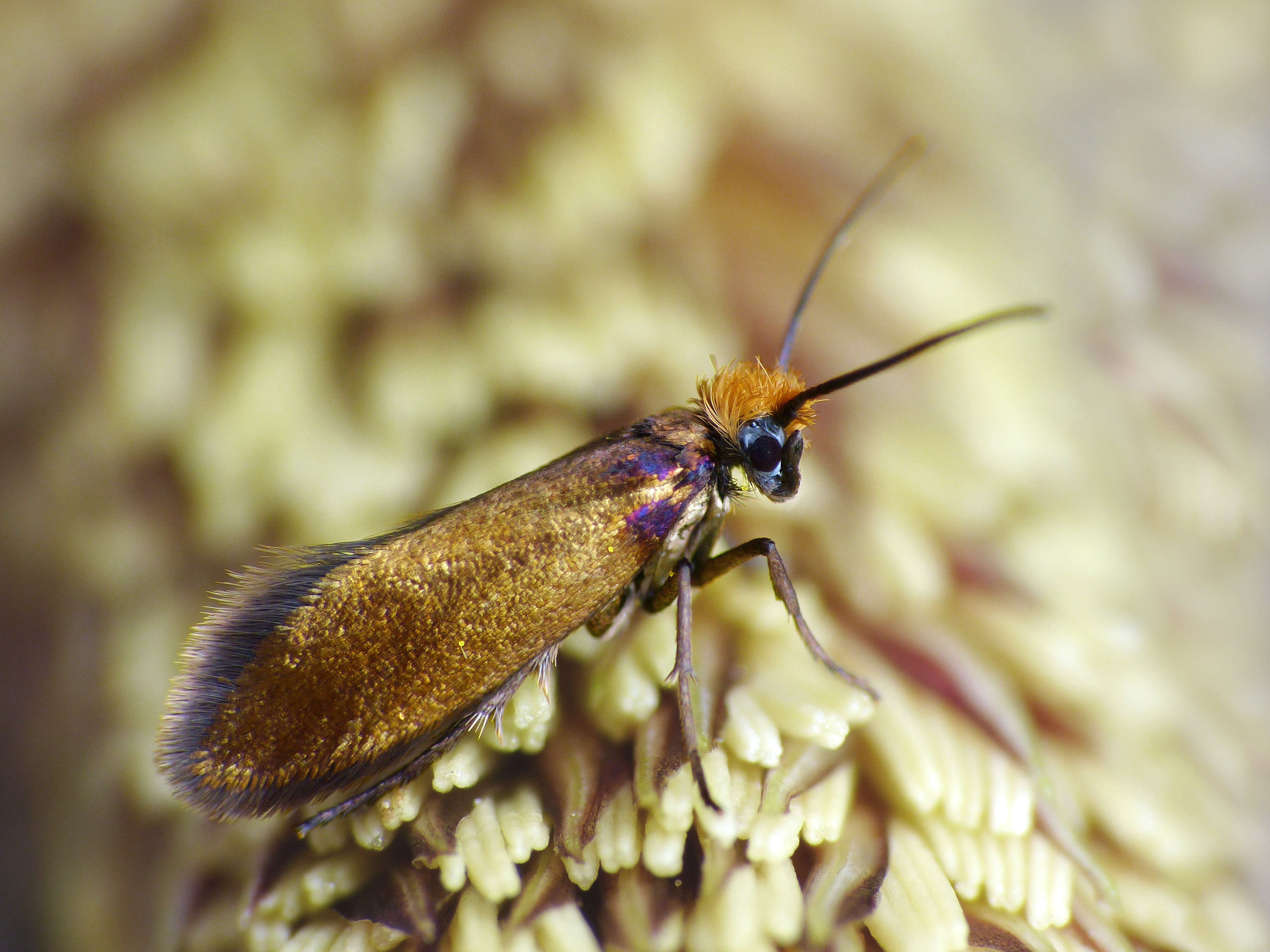 Image of marsh marygold moth