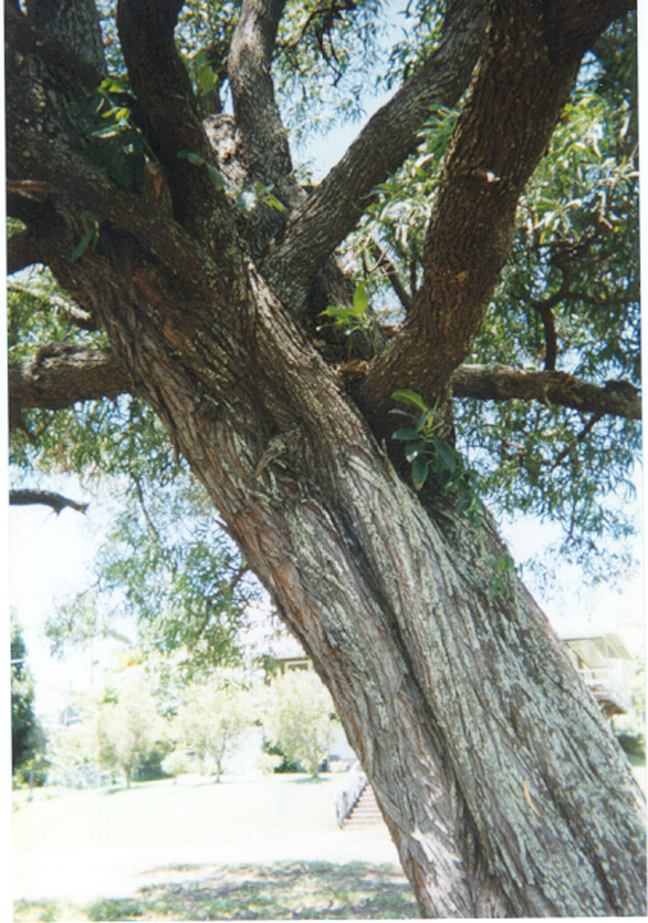 Sivun Acacia aulacocarpa A. Cunn. ex Benth. kuva