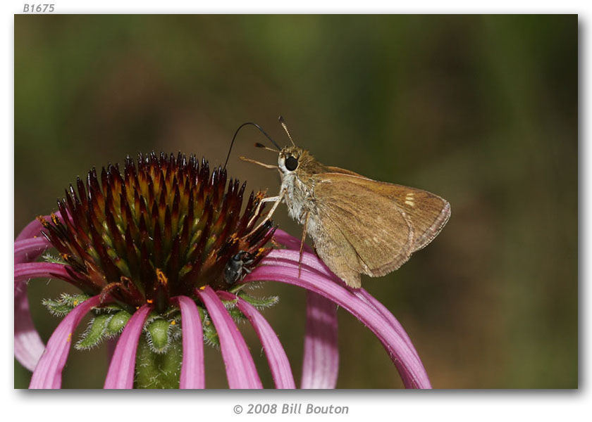 Image of Crossline Skipper