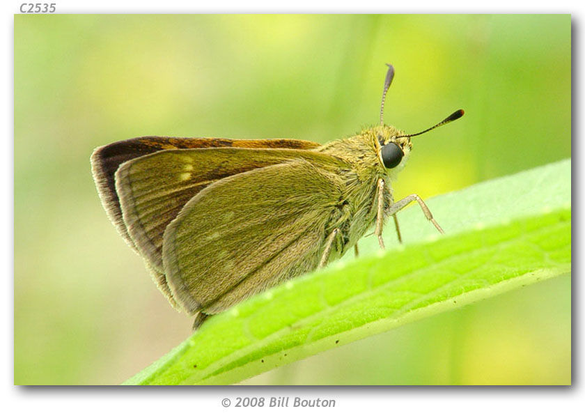 Image of Crossline Skipper