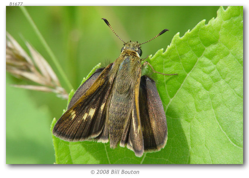 Image of Crossline Skipper