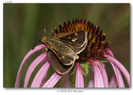 Image of Crossline Skipper