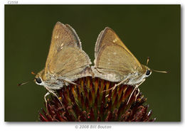 Image of Crossline Skipper