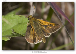 Image of Crossline Skipper