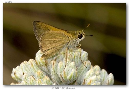 Image of Crossline Skipper