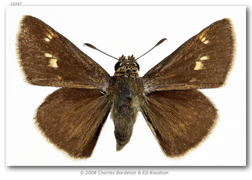 Image of Crossline Skipper