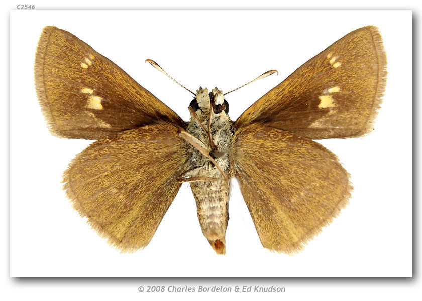 Image of Crossline Skipper