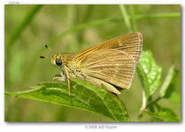 Image of Crossline Skipper