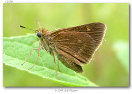 Image of Crossline Skipper