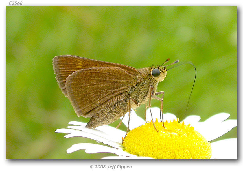 Image of Crossline Skipper