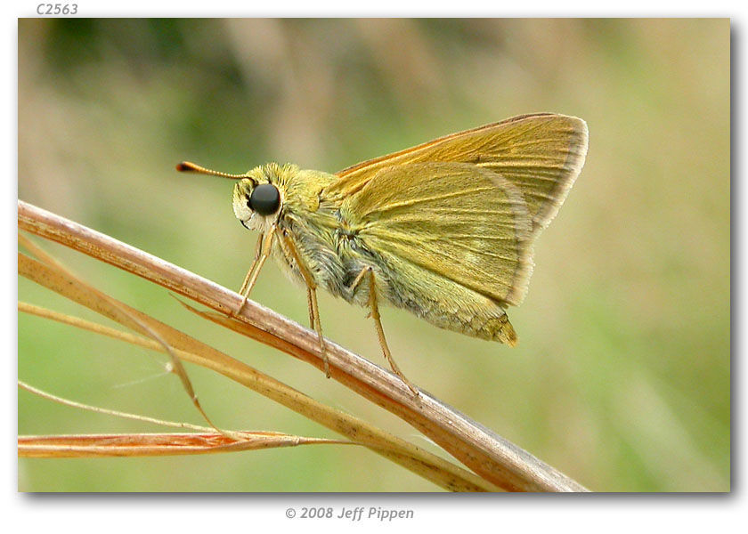 Image of Crossline Skipper