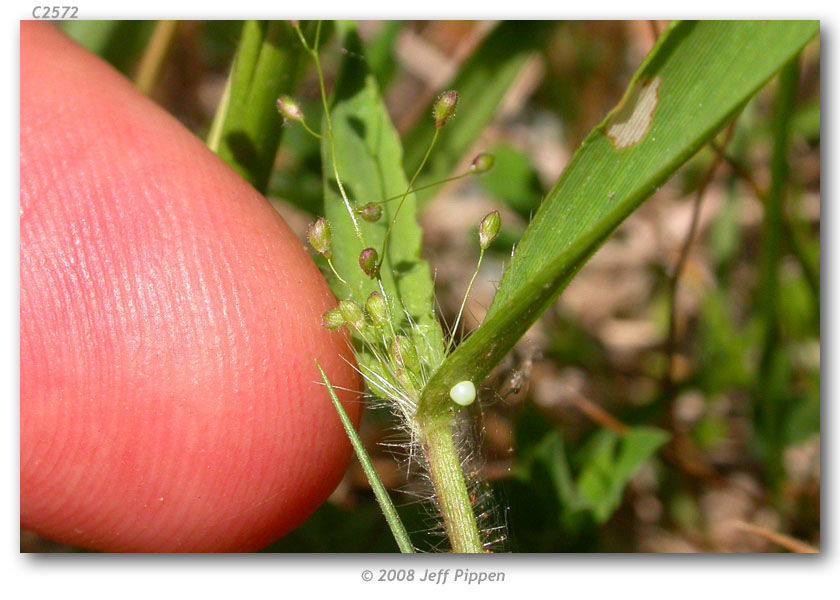 Image of Crossline Skipper