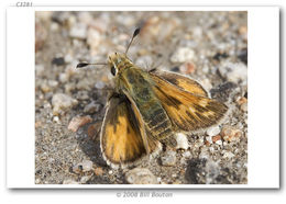 Image of Sandhill Skipper