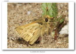 Image of Sandhill Skipper