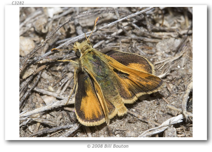 Image of Sandhill Skipper