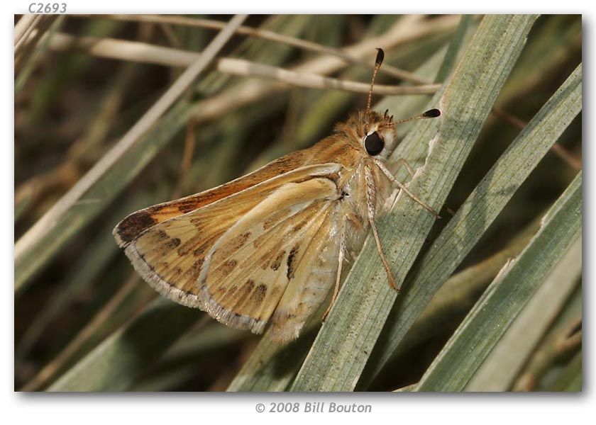 Image of Sandhill Skipper