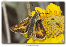 Image of Sandhill Skipper