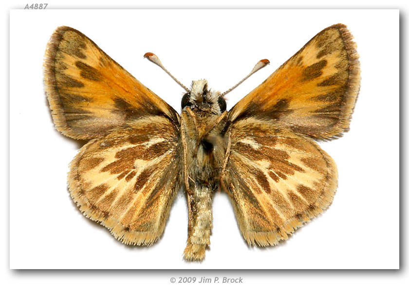 Image of Sandhill Skipper