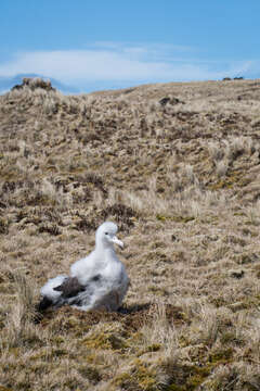 Amsterdam albatrosu resmi