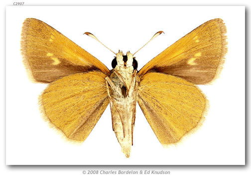 Image of Tawny-edged Skipper