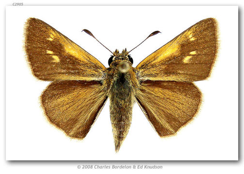 Image of Tawny-edged Skipper