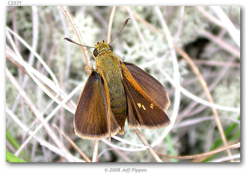 Image of Tawny-edged Skipper