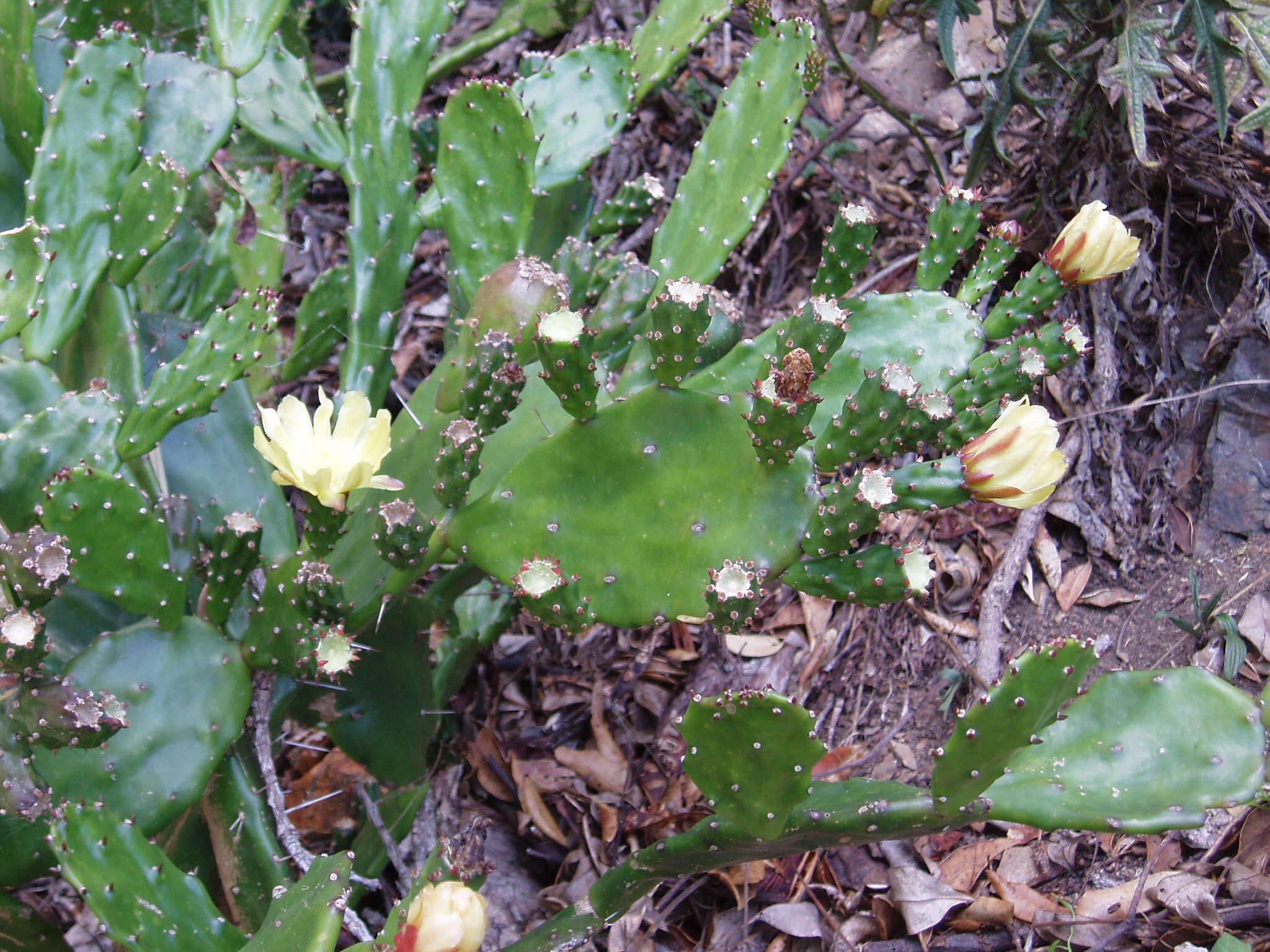 Image of Common Pricklypear