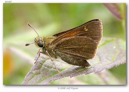 Image of Tawny-edged Skipper