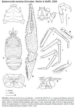 Image of Babamunida kanaloa Schnabel, Martin & Moffitt 2009