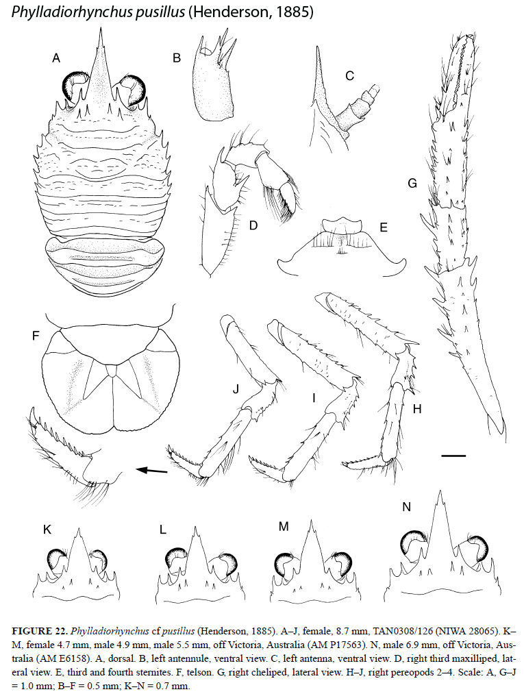 Слика од Phylladiorhynchus pusillus (Henderson 1885)