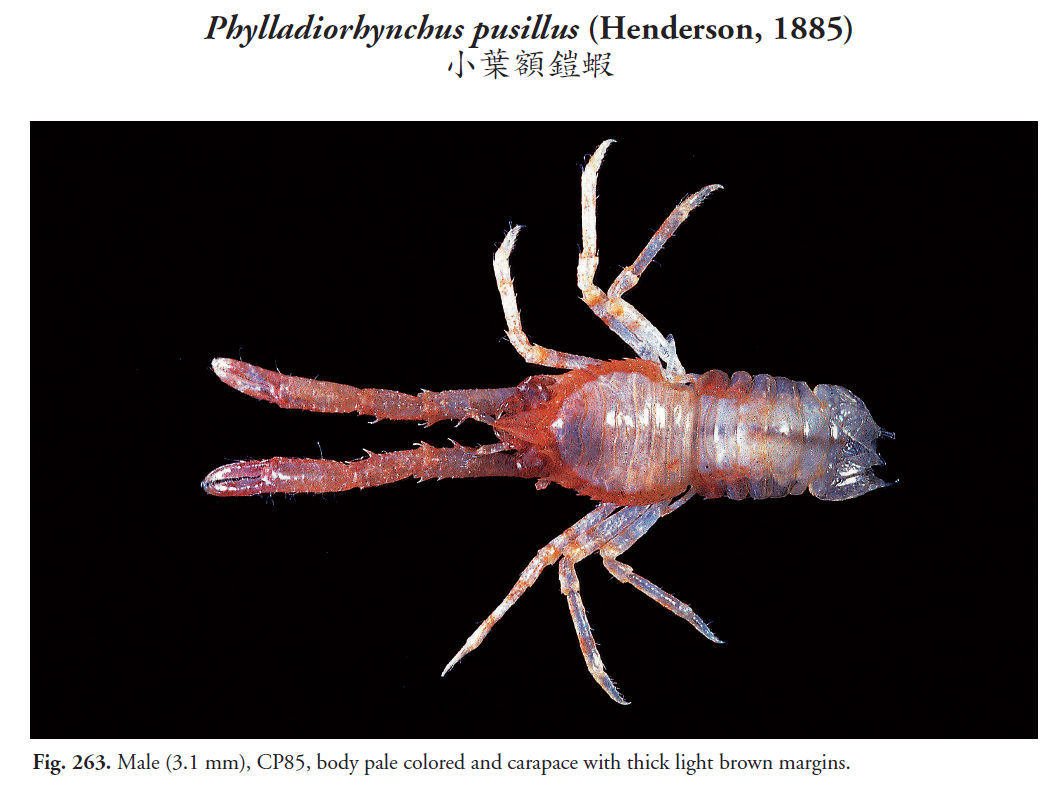 Image of Phylladiorhynchus pusillus (Henderson 1885)