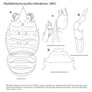 Image of Phylladiorhynchus pusillus (Henderson 1885)
