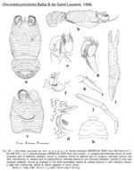 Image of Onconida prostrata Baba & de Saint Laurent 1996