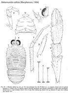 Image of Babamunida Cabezas, Macpherson & Machordom 2008