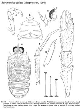 Image of Babamunida Cabezas, Macpherson & Machordom 2008