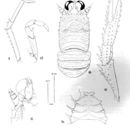 Image of Babamunida plexaura (Macpherson & de Saint Laurent 1991)