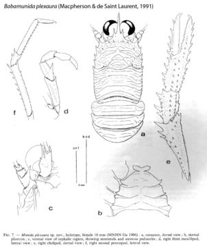 Image of Babamunida plexaura (Macpherson & de Saint Laurent 1991)