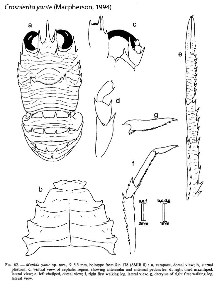 Image of Crosnierita yante (Macpherson 1994)