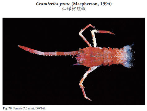 Image of Crosnierita yante (Macpherson 1994)