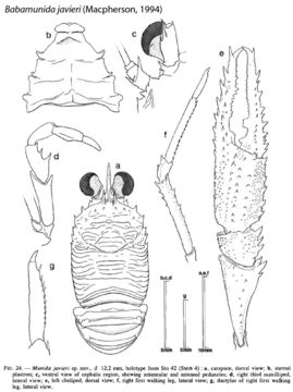 Image of Babamunida Cabezas, Macpherson & Machordom 2008