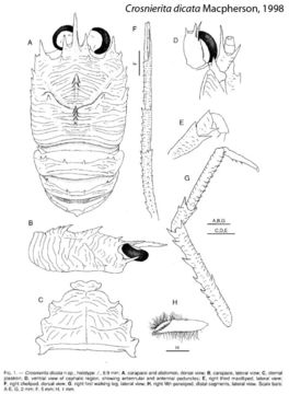 Image of Crosnierita Macpherson 1998