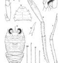 Image of Crosnierita urizae (Macpherson 1994)