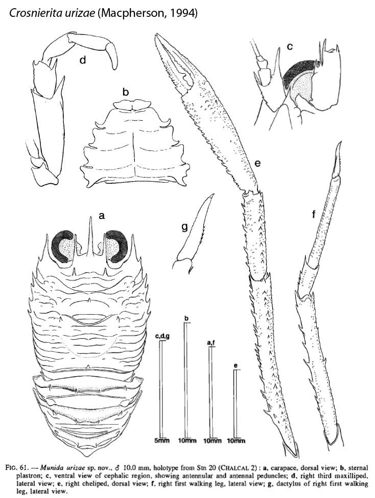 Image of Crosnierita urizae (Macpherson 1994)