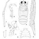 Image of Babamunida hystrix (Macpherson & de Saint Laurent 1991)