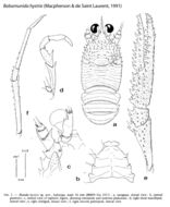 Image de Babamunida hystrix (Macpherson & de Saint Laurent 1991)