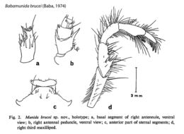 Image of <i>Munida brucei</i> Baba 1974